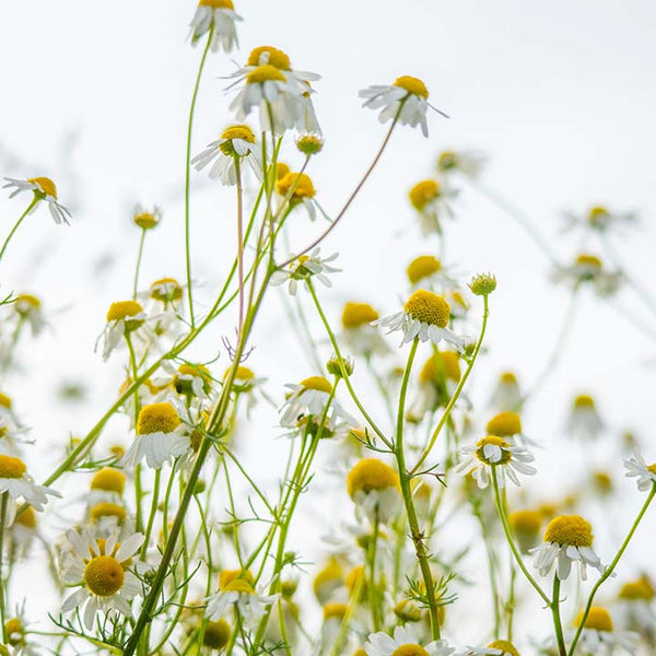Ingredient Spotlight: Sweet, Soothing Chamomile