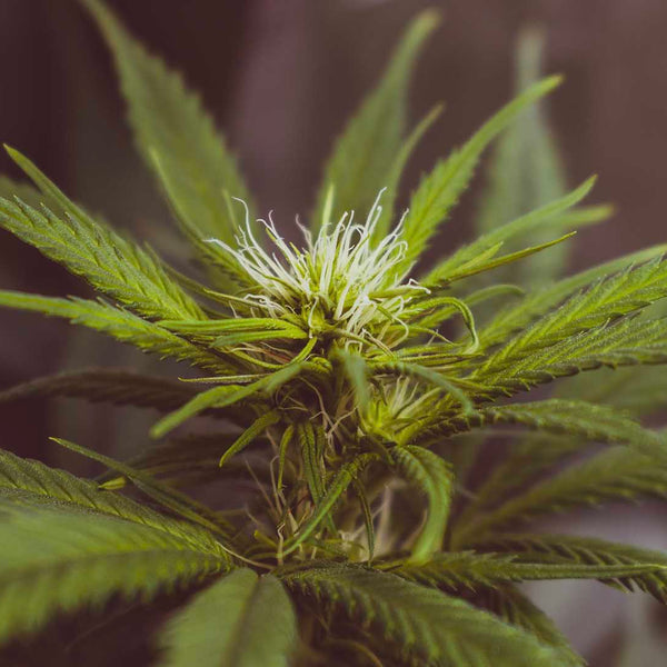 What is 'Bioavailability' and How Does it Change Hemp Absorption?