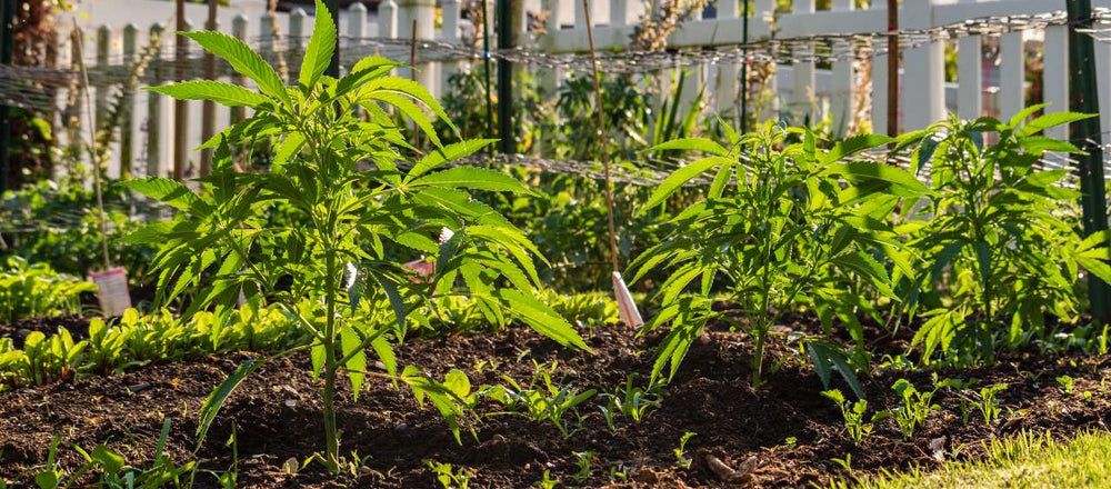 Hemp plants being grown in a backyard garden near a white picket fence